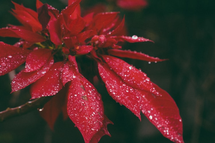 A close-up photo of poinsettias representing the ideas for holiday memorial services Funeralocity offers