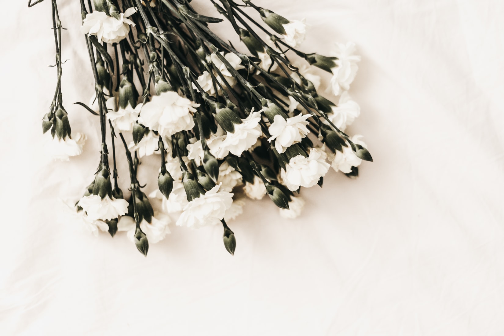 White flowers on a white background representing the services of funeral comparison website Funeralocity